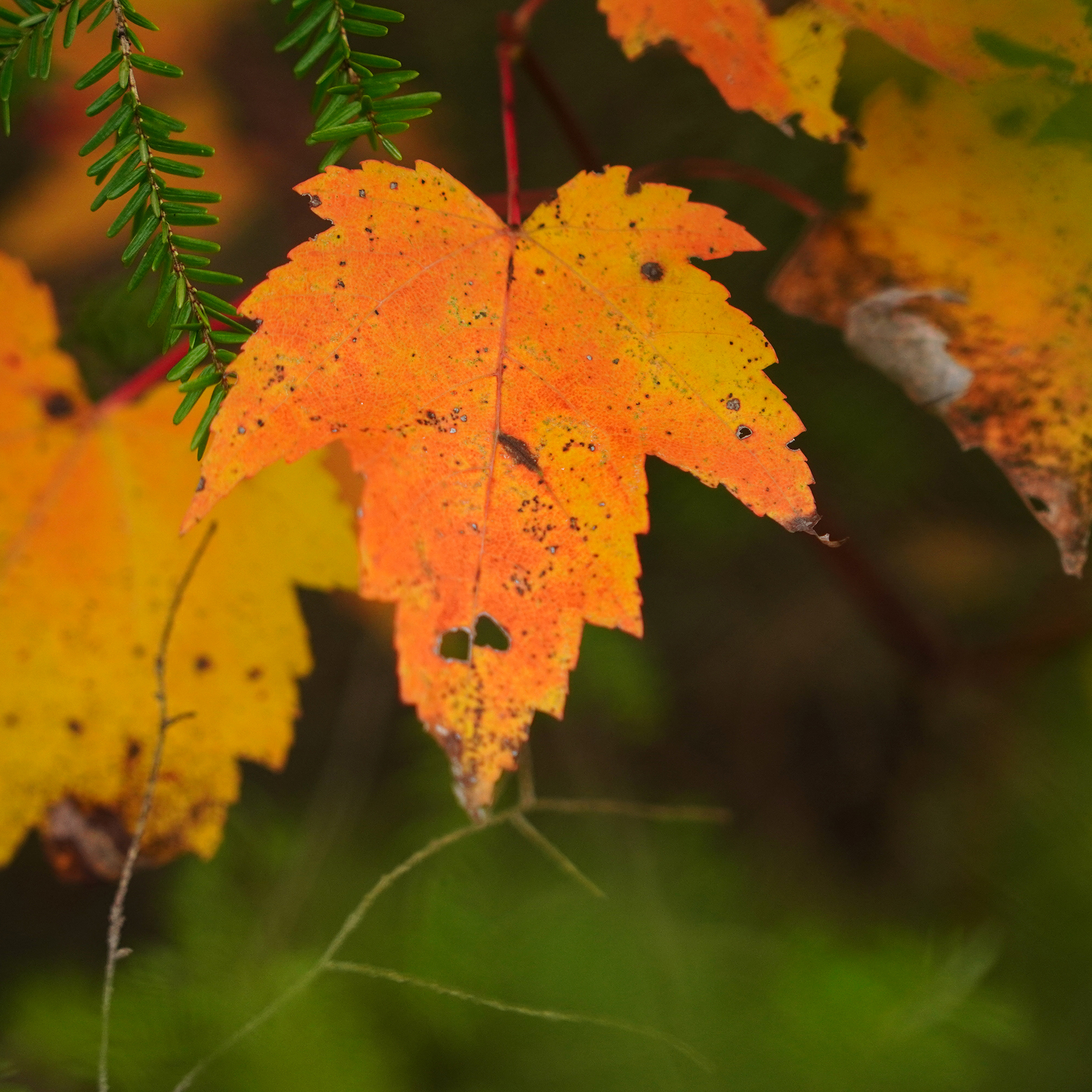 From Green to Gold: The Science of Fall Color — October 10 - logo
